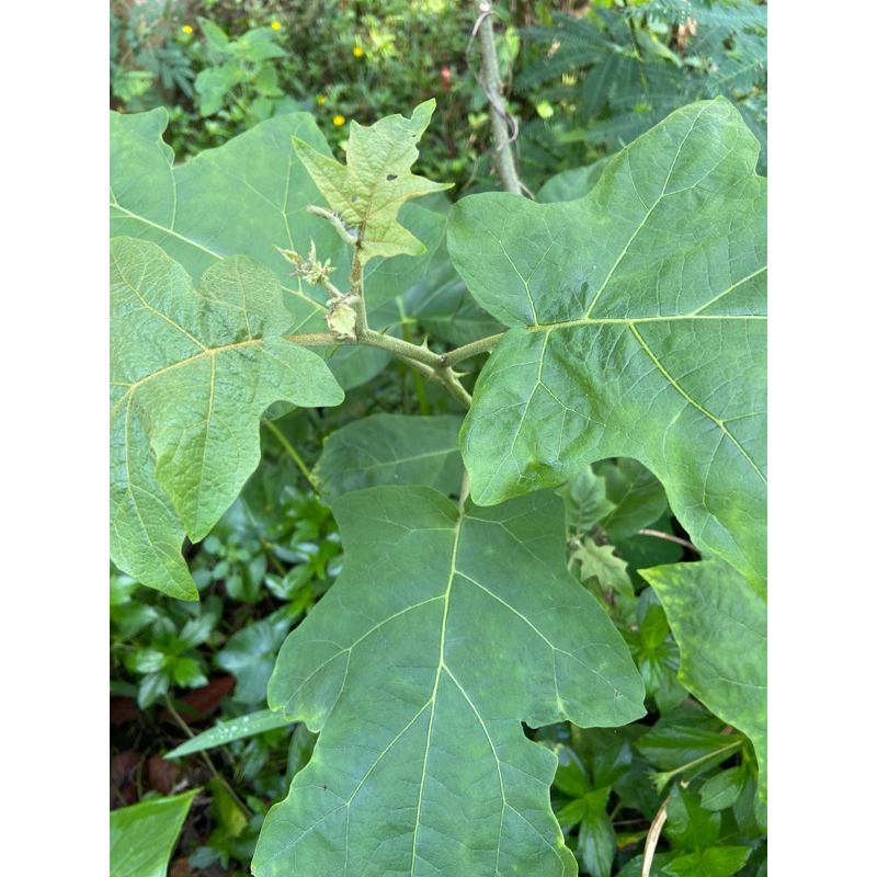 

Daun cepokak daun buah cepokak segar 300 gram-az