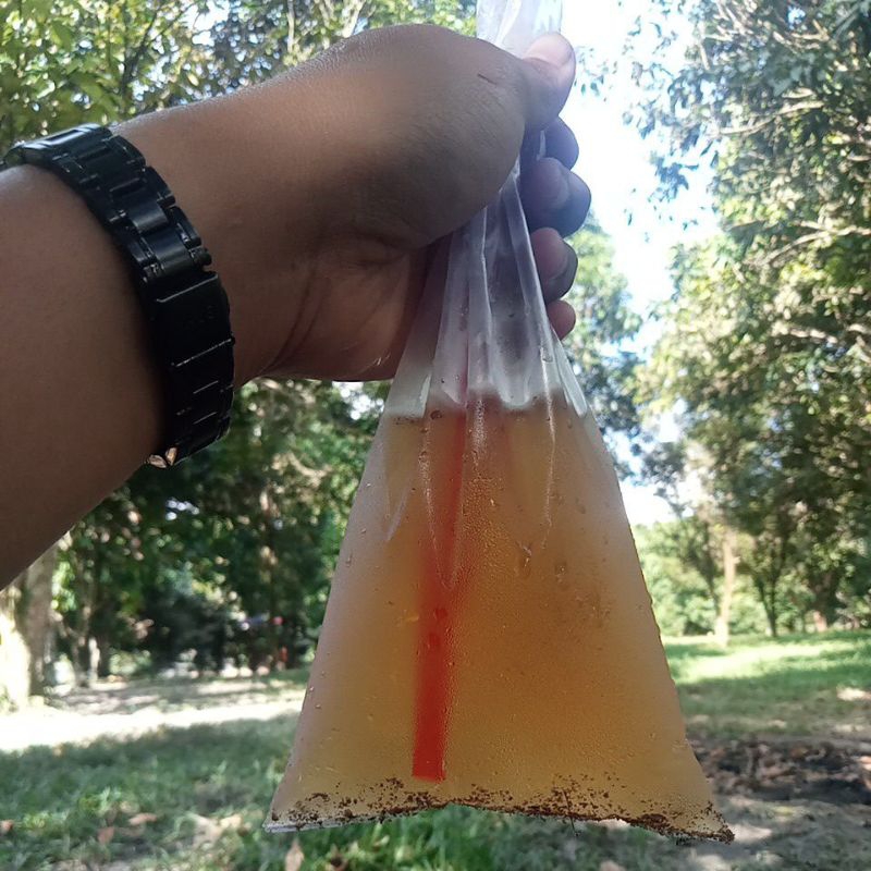 

minuman gula batu