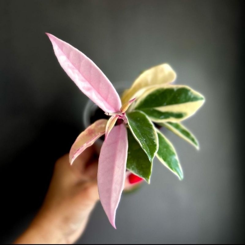 { BISA COD } tanaman hias hoya carnosa tanaman gantung hoya carnosa variegata pohon hoya cornosa