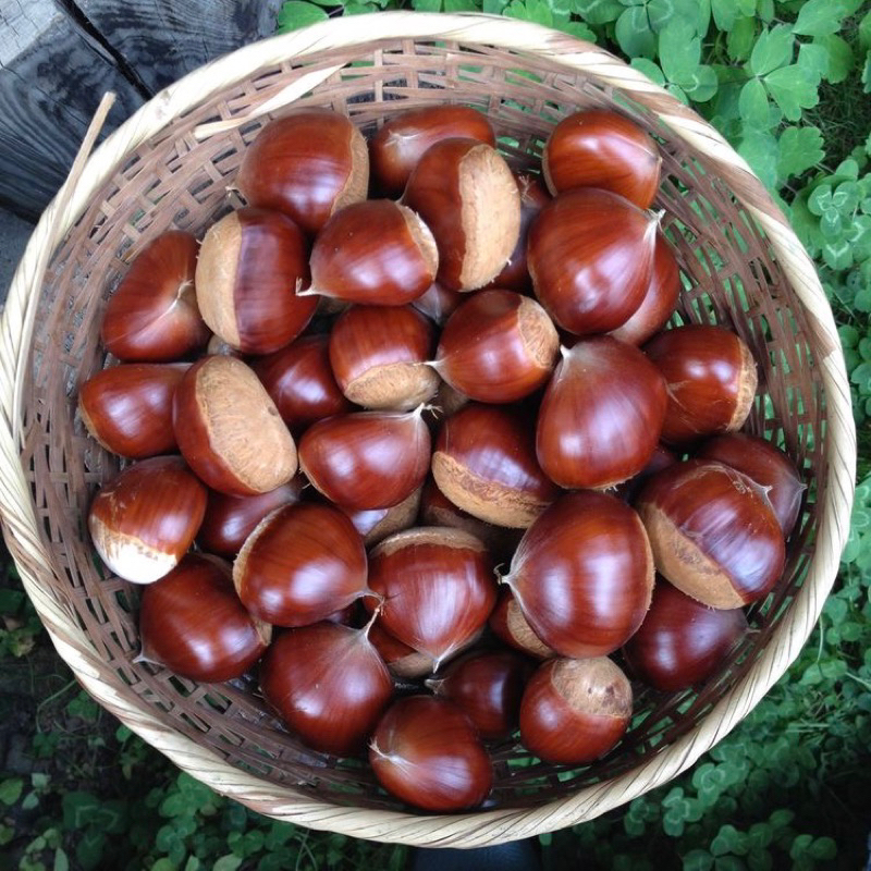 Kacang Chestnut | Kacang Kastanye | Chestnut In Shell | Chew Toys Hamster | Boredom Breaker Hamster