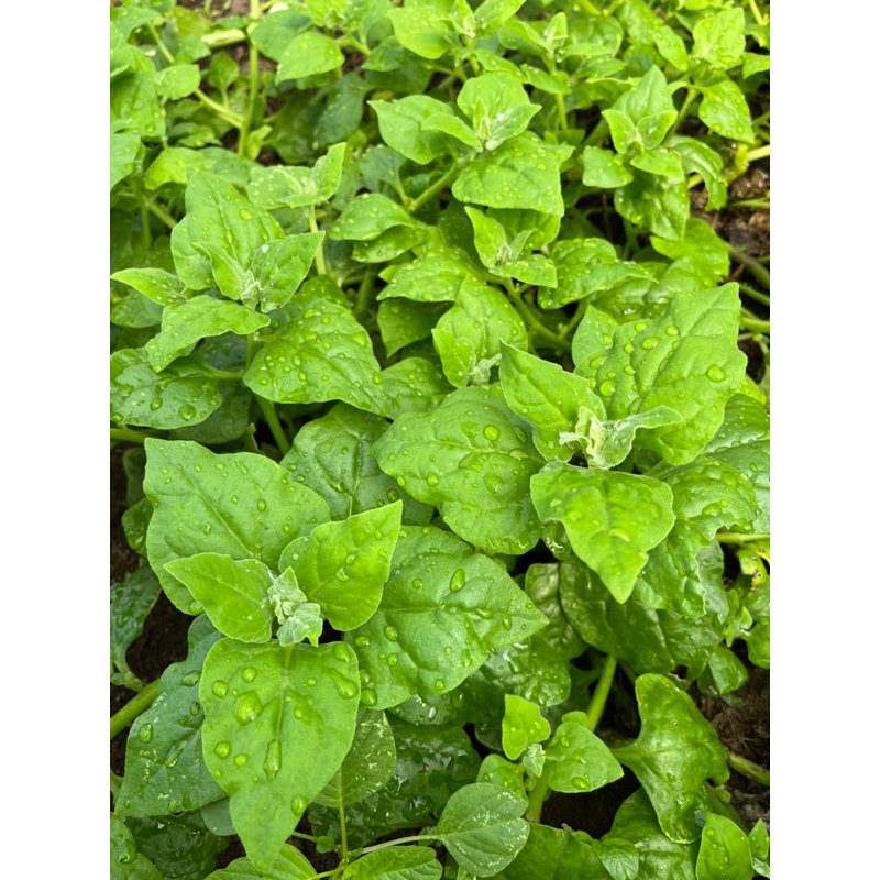 

New Zealand Spinach Organik