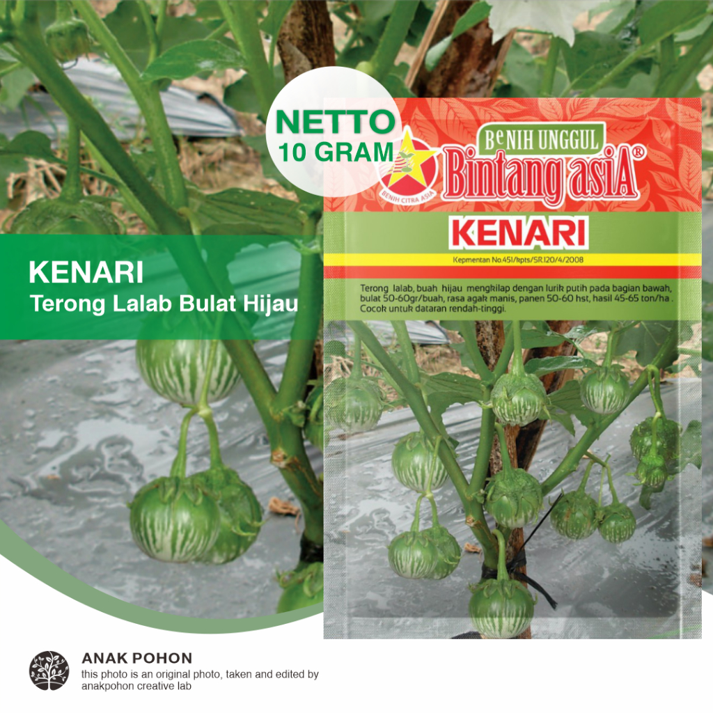 (1 PACK) Benih Terong Lalab KENARI Terong Bulat Hijau Manis Lalapan Seeds - Bintang Asia - 10 GRAM