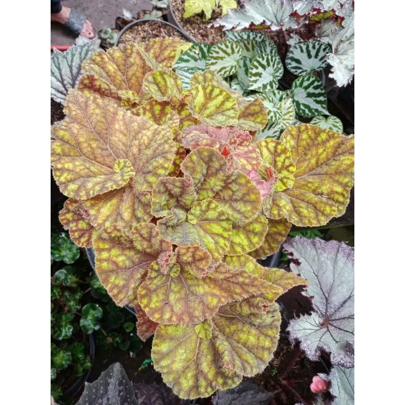 begonia keong madu murah