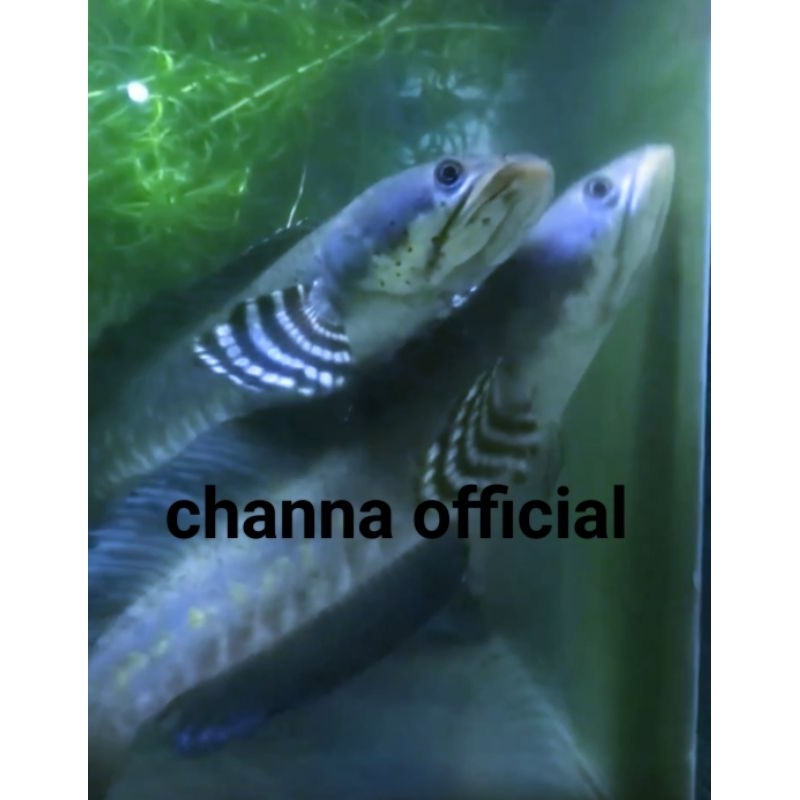 sepasang pulcra 8 cm pair akur fix male female