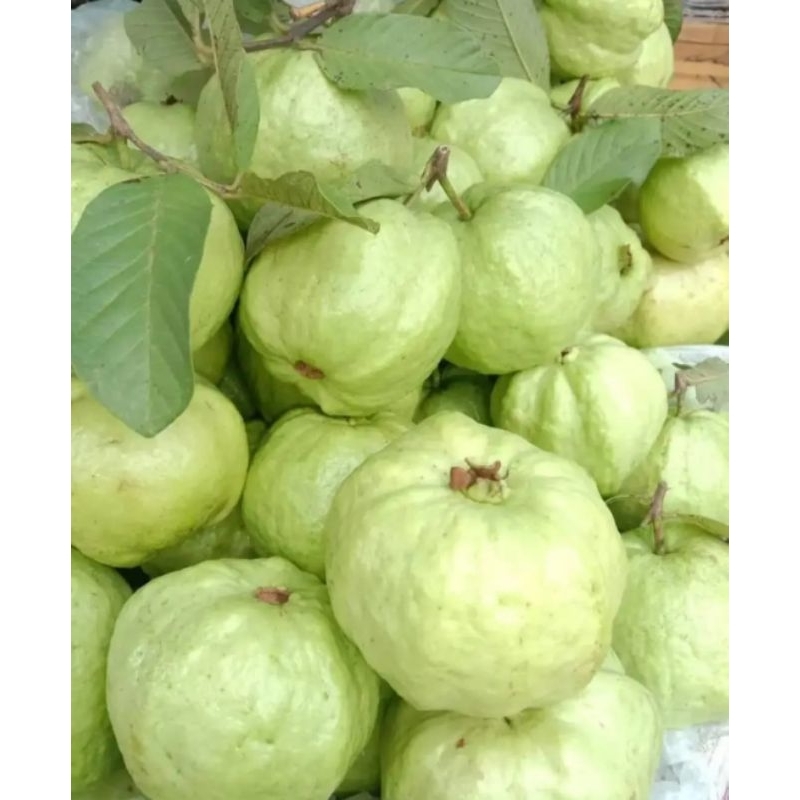 

1KG BUAH Jambu kristal