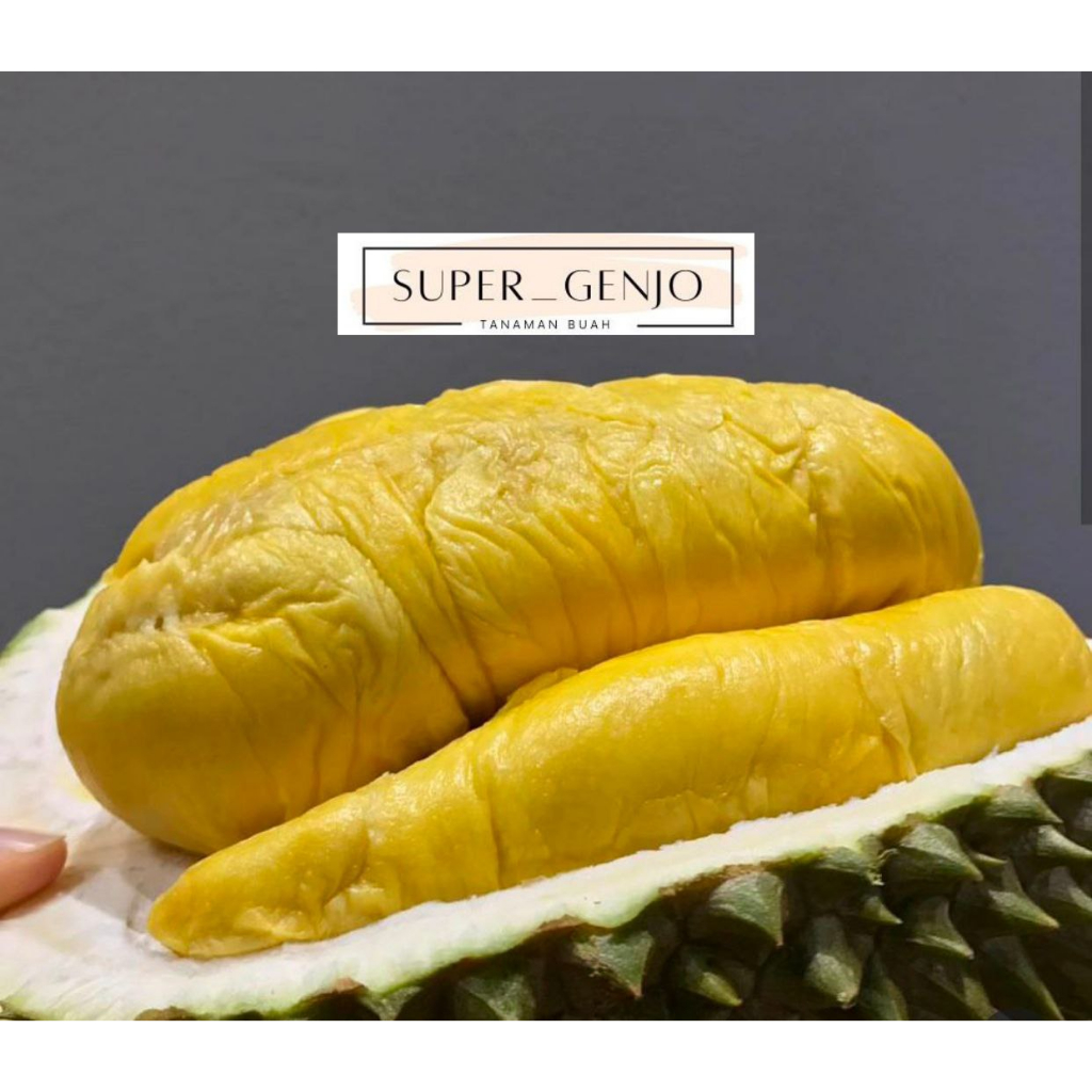 Bibit Durian Duri hitam Batang Besar Siap Berbuah Okulasi Kaki 3