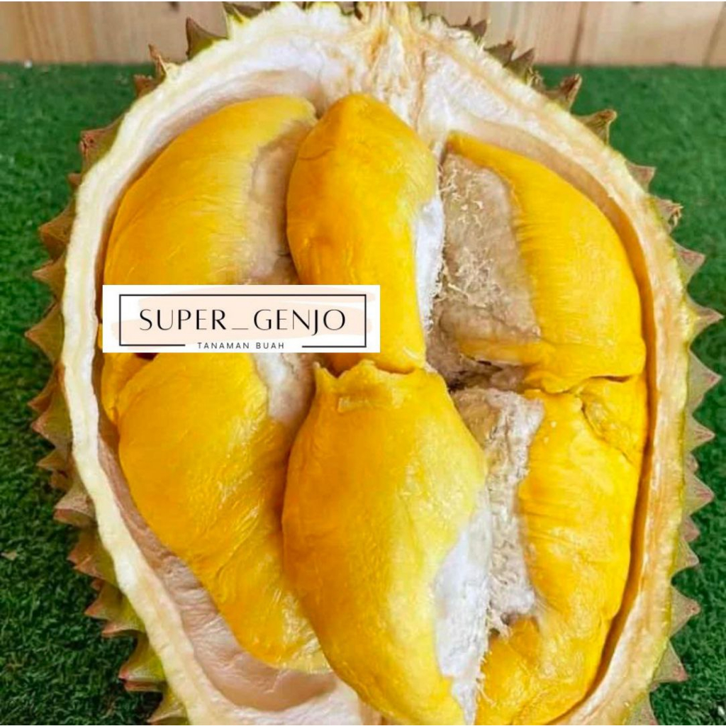 Bibit Durian Chanee Batang Okulasi Kaki 3 Besar Siap Berbuah