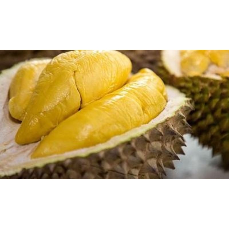 Paket 6 bibit durian
