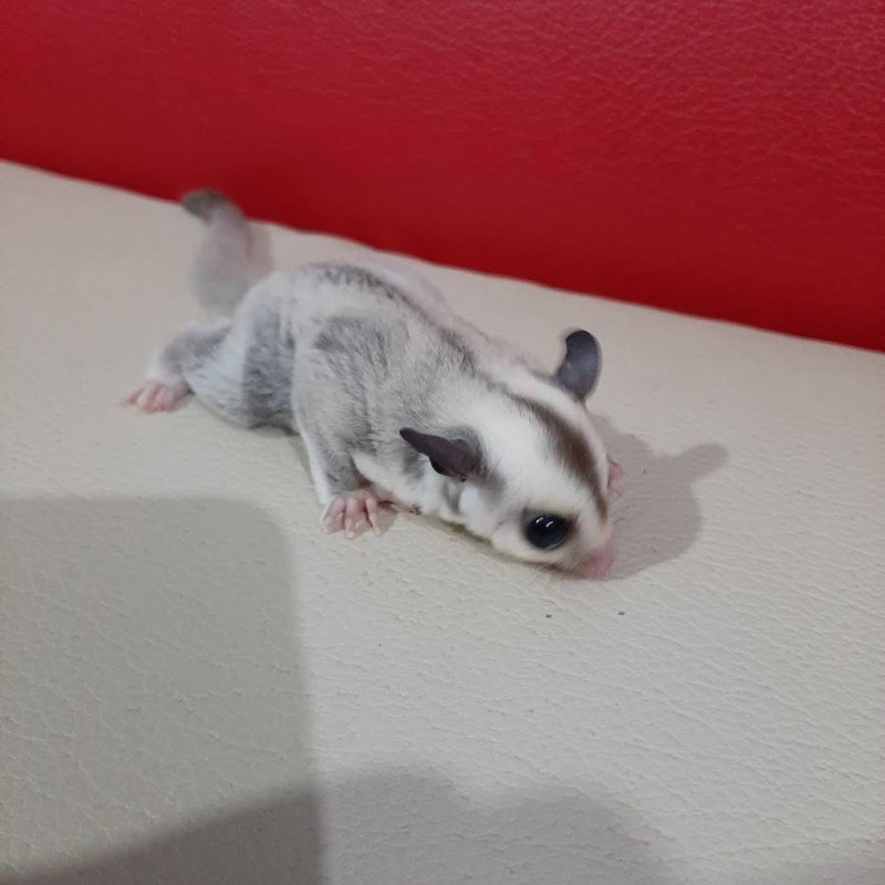 sg platinum joey anakan sg