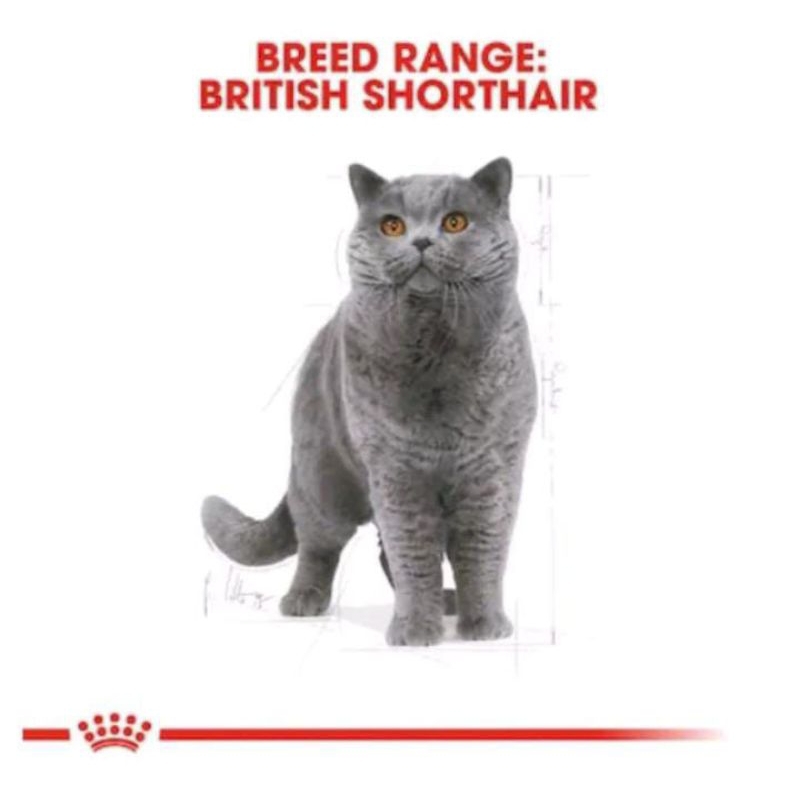 Royal Canin Adult British Shorthair 4kg Freshpack | makanan kucing rc british dewasa