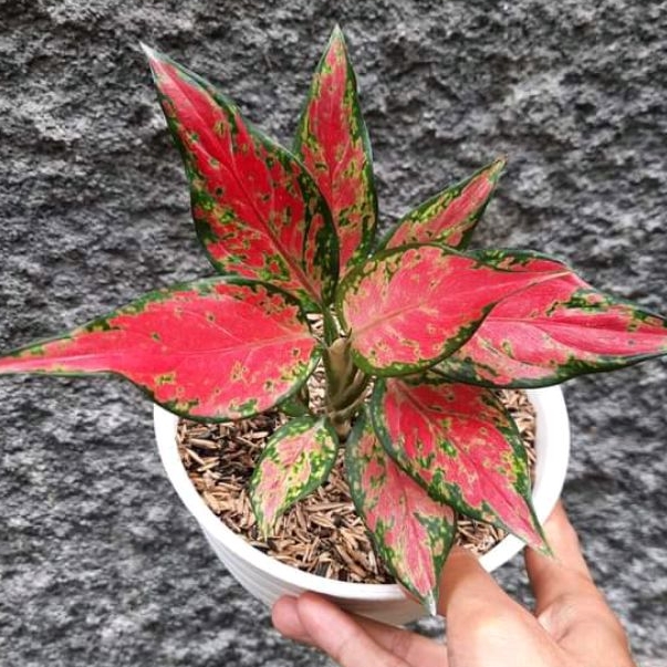Tanaman Hias Ruby Garuda | Aglaonema Merah Rubi