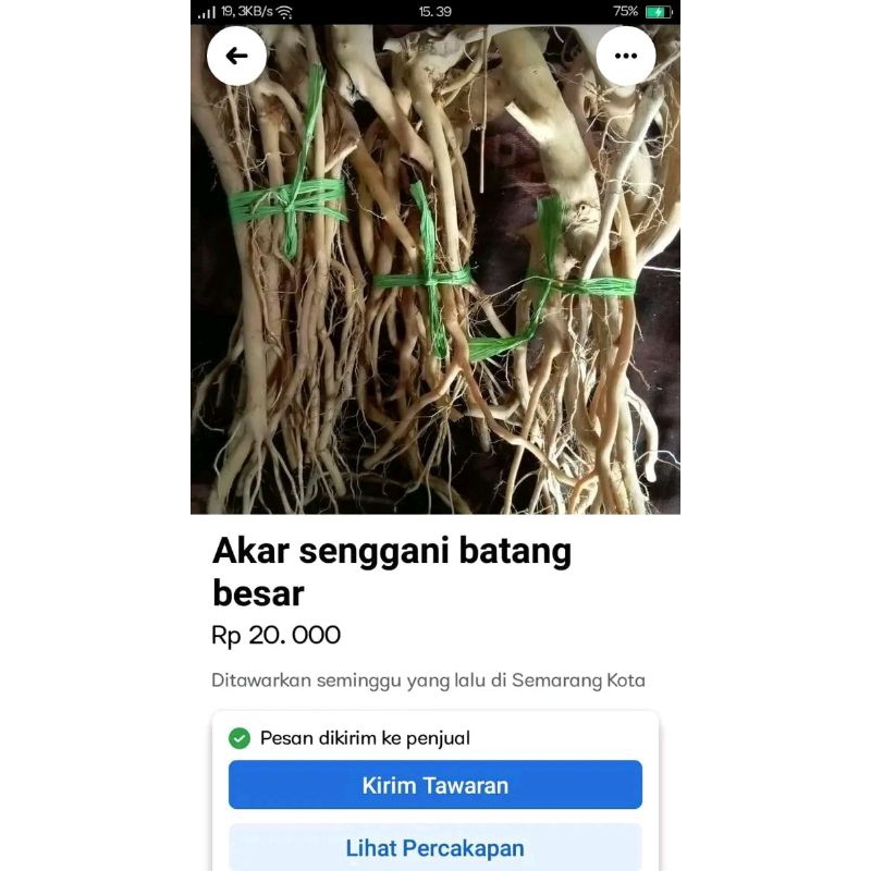 AKAR SENGGANI BATANG BESAR