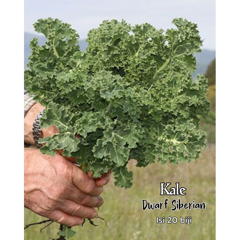 Kale dwarf Siberian benih heirloom seeds