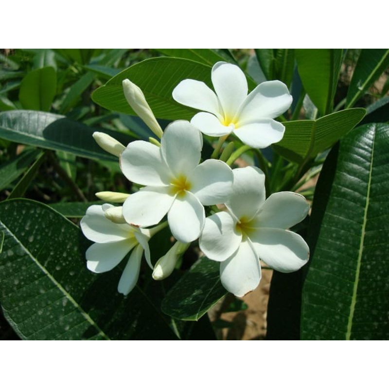 

kelopak bunga kamboja putih segar fresh petik, harga 100gr kelopak.