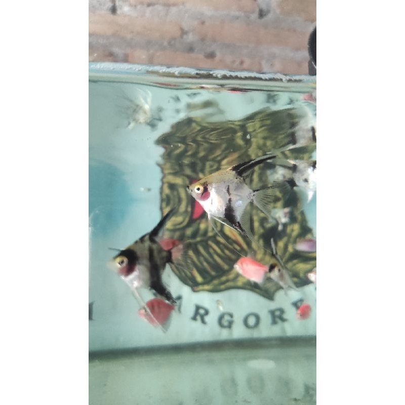 manfish koi angelfish koi