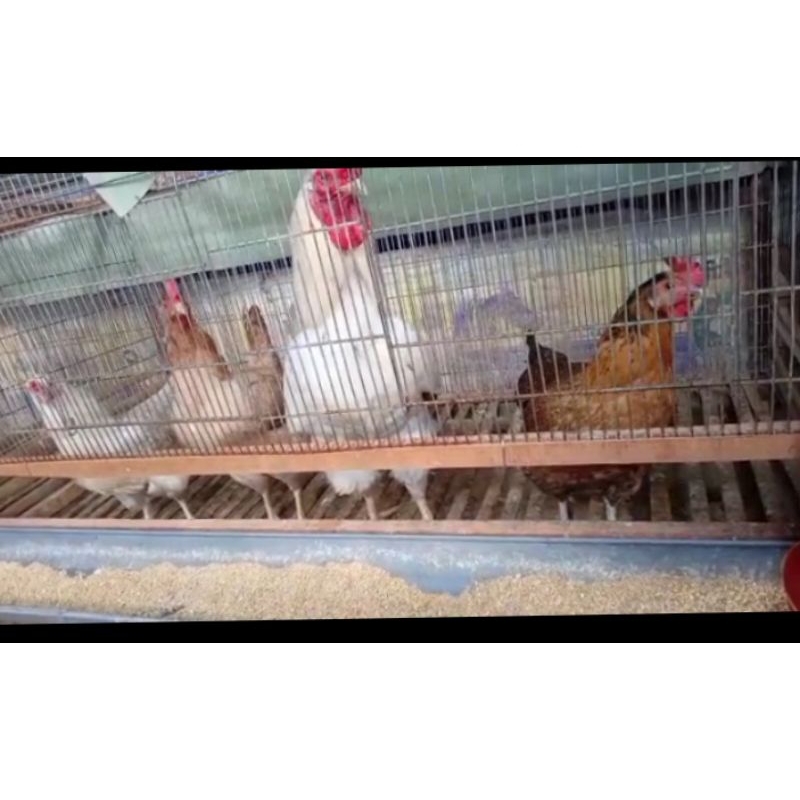 

Telur Tetas 16 butir + Packing Ayam Kampung Yudistira ( Upgrade Merawang BR)