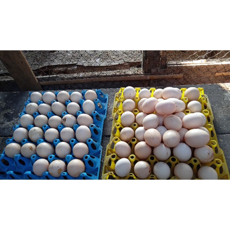 FGFG56846 Telur Tetas 16 butir + Packing Ayam Kampung Yudistira ( Upgrade Merawang BR) 564568