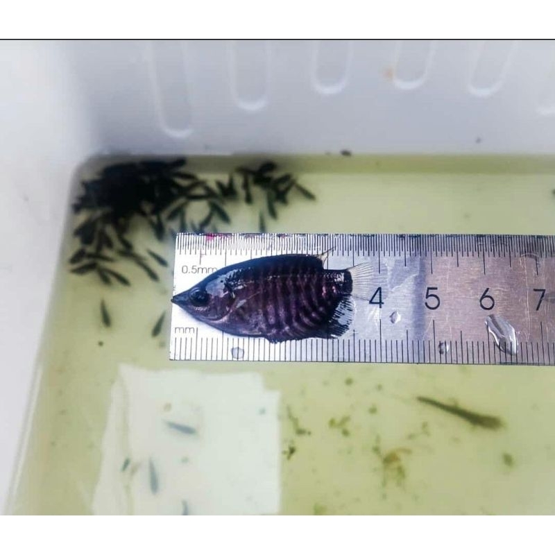 

ikan Gurami 4cm Hidup Segar