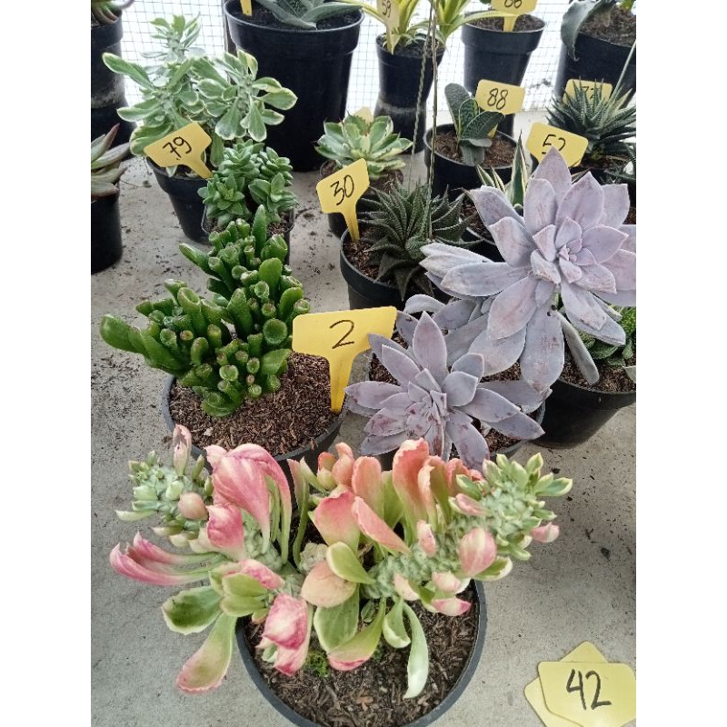 tanaman hias kaktus dan sukulen paket 2 jumbo pot 12 cm