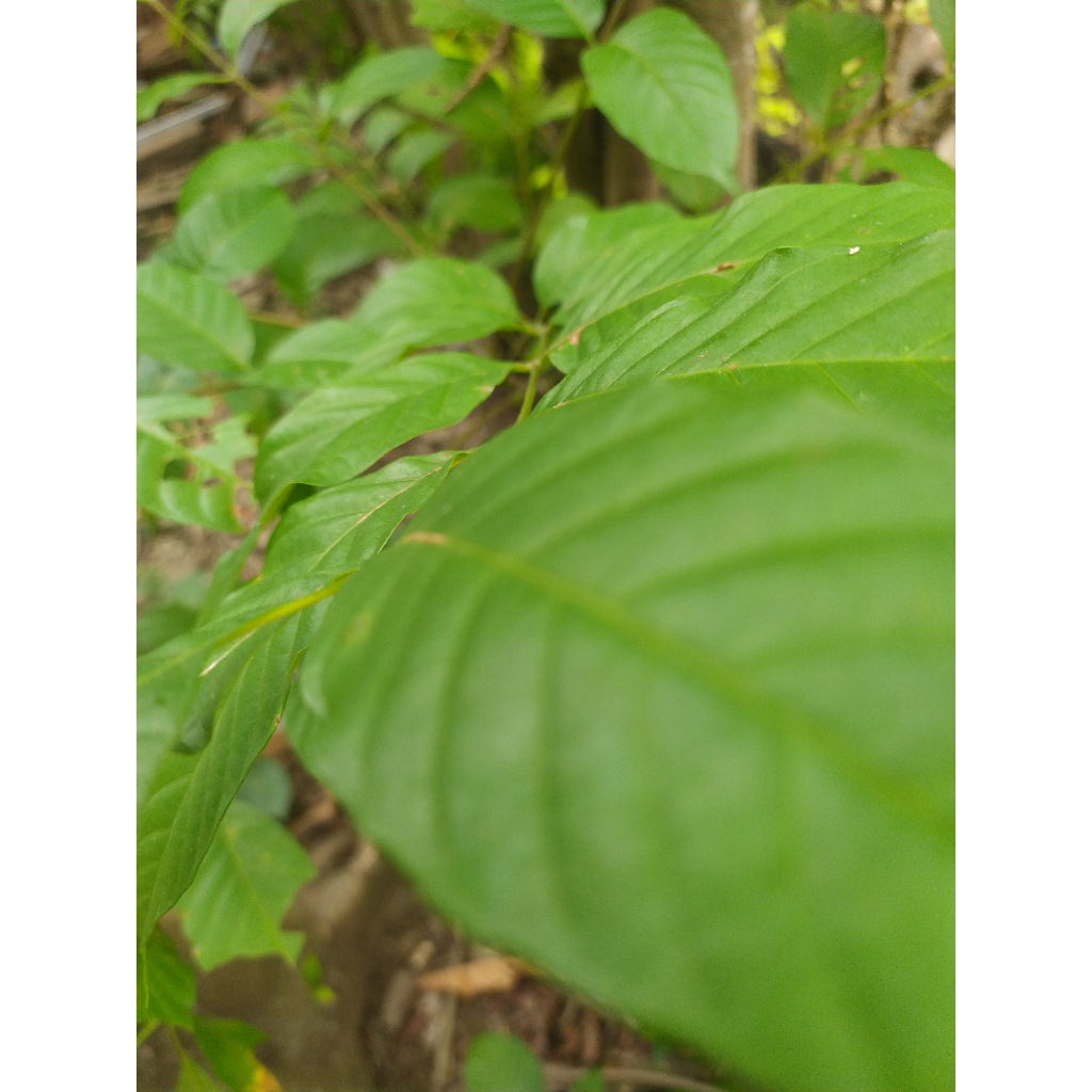 

daAAAAun kudAAAAa/ kudo / jaranAAAAan