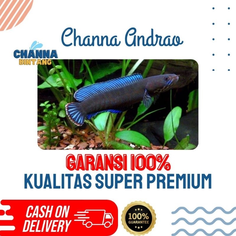 CHANNA ANDRAO HIGH FIN KUALITAS PREMIUM KONTES 5-6 CM BY CHANNA BINTANG