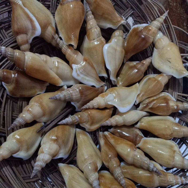CANGKANG KERANG STROMBUS VITTATUS Besar