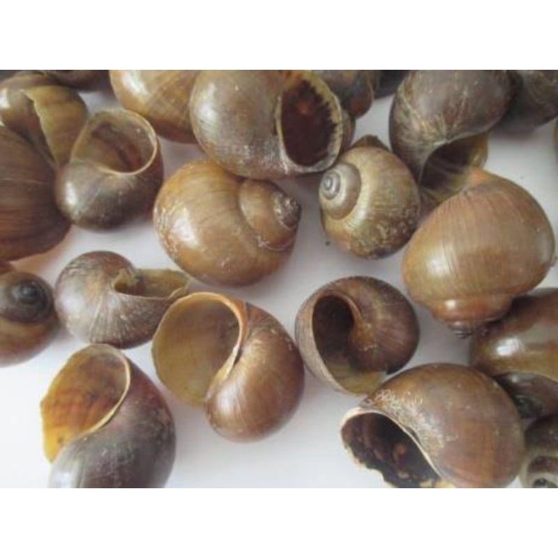 Cangkang  Kerang Keong Mas Cangkang Kelomang/10  ,pcs Random