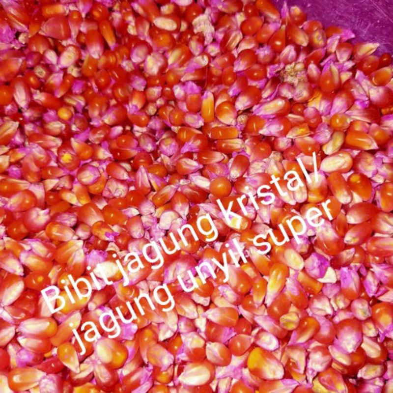 bibit jagung kristal/jagung unyil super 500gram