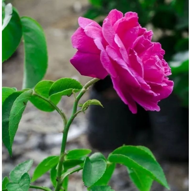 Bibit Bunga Mawar /  Bibit Stek Mawar / Stek Bunga Mawar Bunga Pink