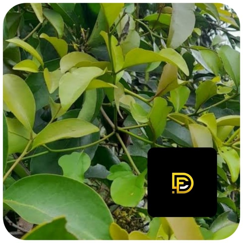 

Benalu alpukat segar benalu pohon alpukat 500 gram-az