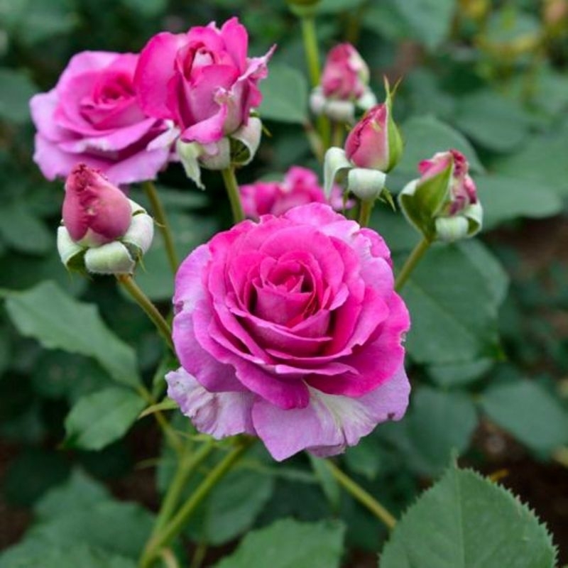 Mawar import buxom beauty