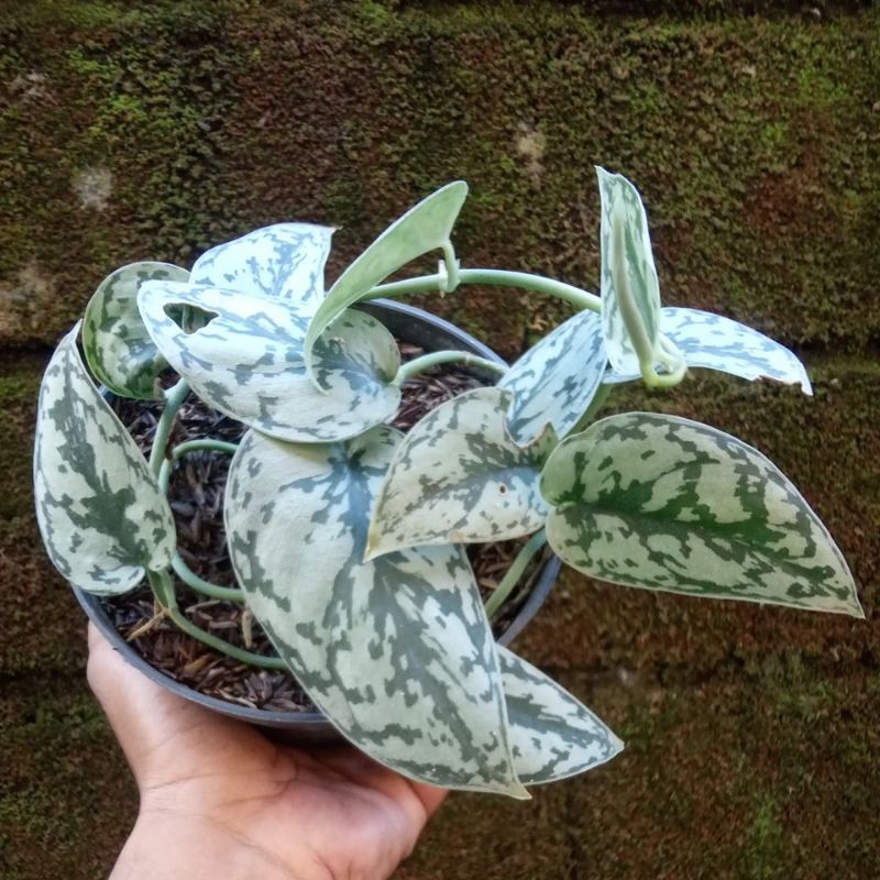 Scindapsus silver lady