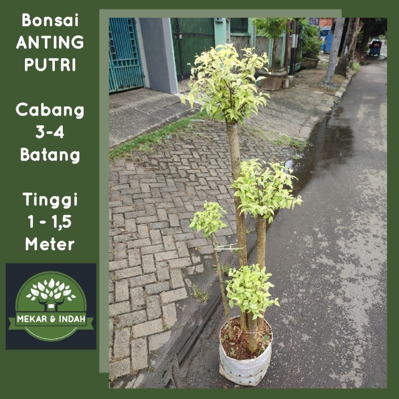 tanaman hias bonsai anting putri