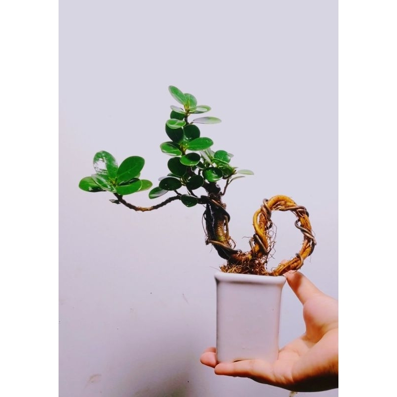 BONSAI MAME DOLAR MANGKOK ORI POT KERAMIK