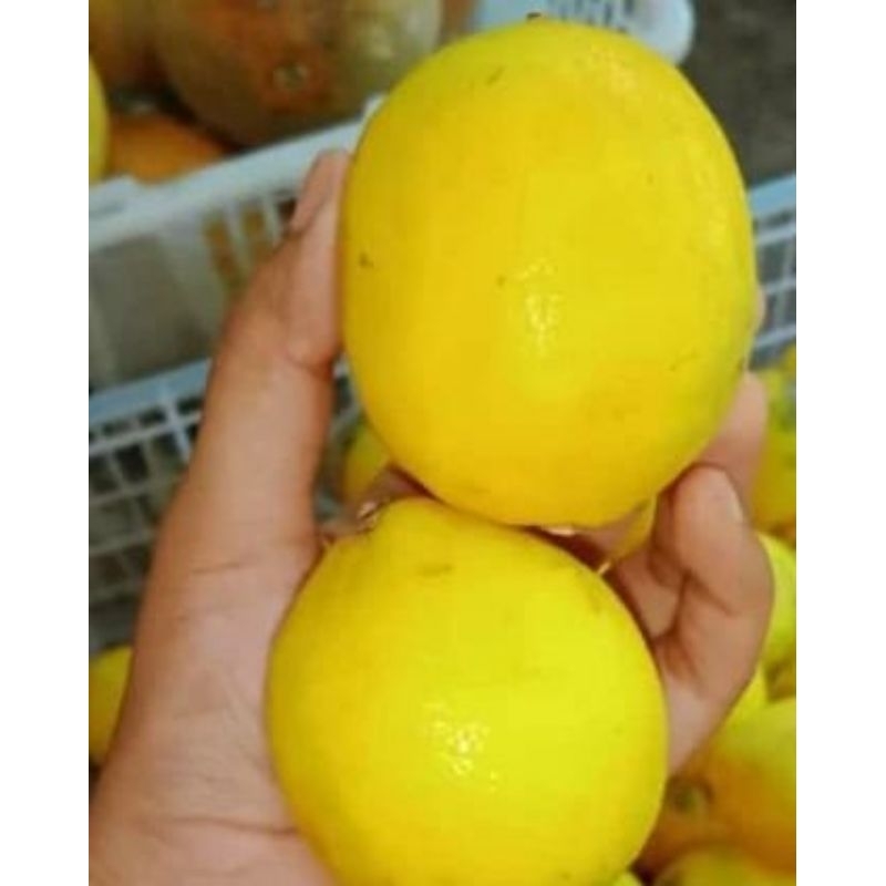 lemon lokal california 1 kg