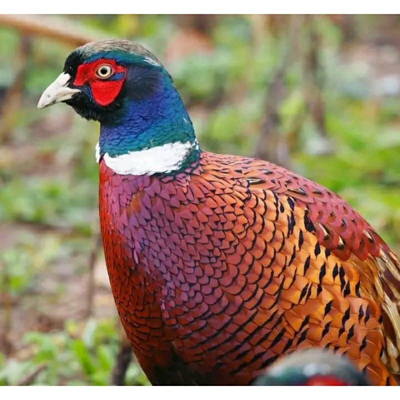 anakan ayam hias ringneck pheasant dijual