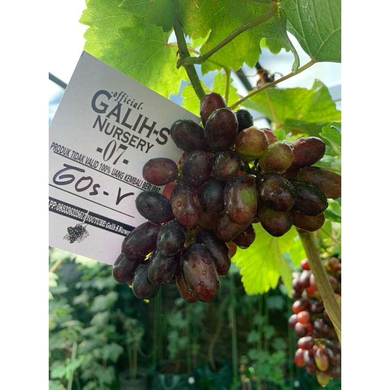 Bibit Anggur GosV Dari Ukraina