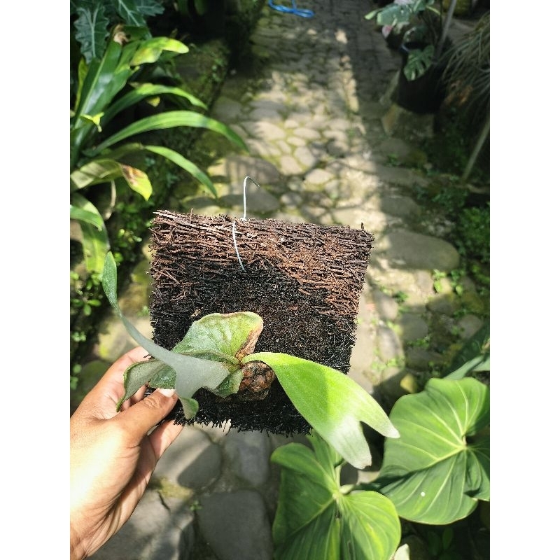 platycerium dawboy rawatan