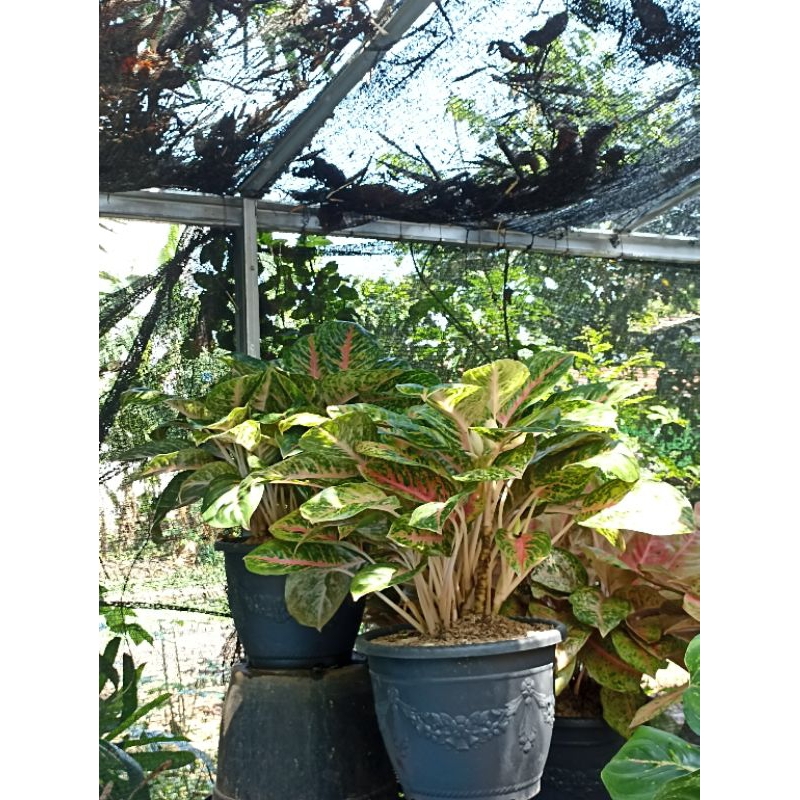 (BISA COD) aglonema rumpunan big papa