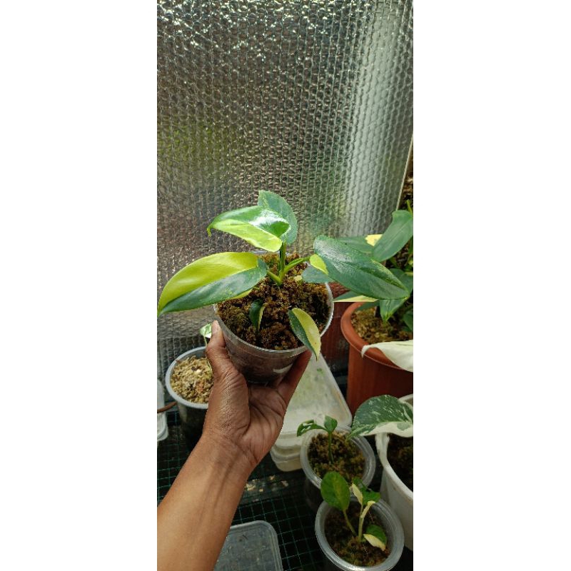 philodendron violin varigata