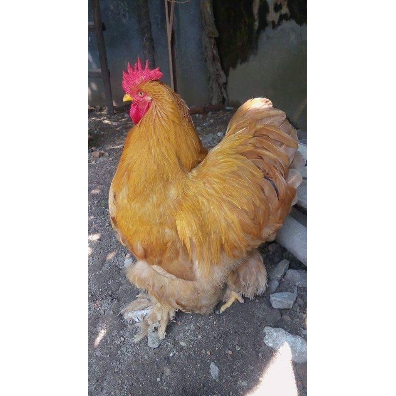 

TELUR AYAM BRAHMA F ONE COLOMBIA SIAP DI TETASKAN