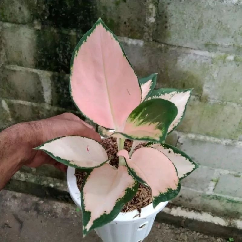 aglonema kochin sutra// baby aglonema kochin sutra