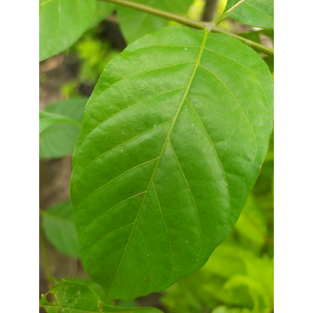 

daun kuda/ kudo / jaranan4}:"{>{{}}{}