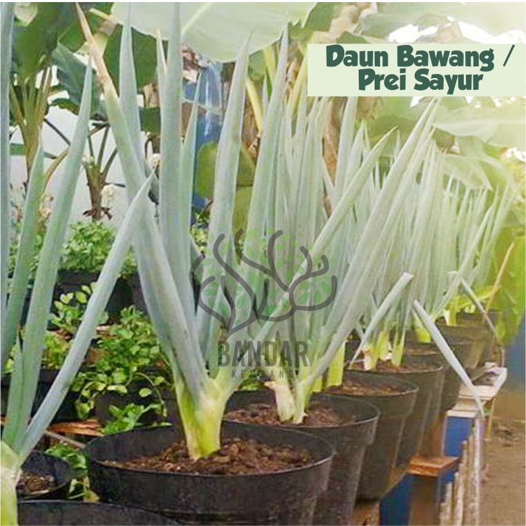 Daun Bawang / Prei Bibit Daun Bawang Bakung Bibit Bahan Masak Tambulampot