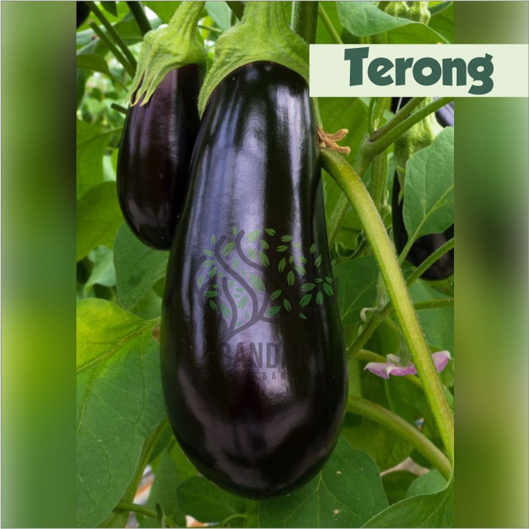 Bibit Tanaman Terong Ungu Sayur Terong Besar