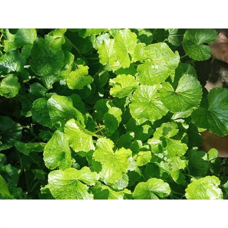 

Daun Antara/Antana Fresh Segar khusus daun 500gr