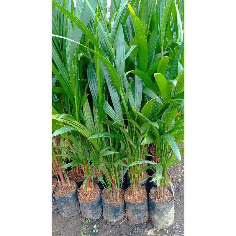 Tanaman Pohon Palm Merah 1 meter - Tanaman Pinang Merah