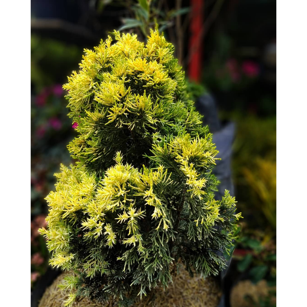 Bunga CEMARA GOLDEN PEKING - Tanaman Hias Hidup Daun Cemara Golden Peking - Pohon Cemara Golden Peki