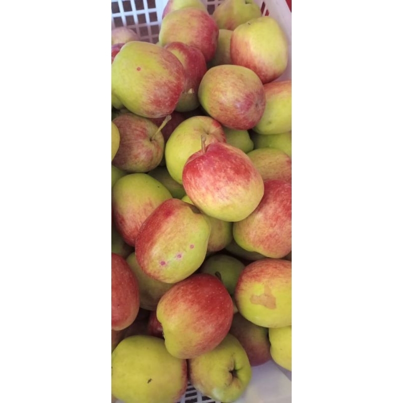 

1KG APEL ANNA BESAR