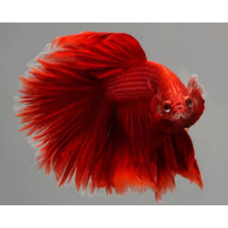 cupang hm super red L-Xl hiasan aquarium